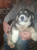 Ringer , a male Siberian Husky and Golden Retriever for sale in Antigo, WI – Photo 1 of 3