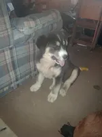 Ringer , a male Siberian Husky and Golden Retriever for sale in Antigo, WI – Photo 2 of 3