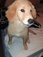 Fancy , a female Golden Retriever for sale in Antigo, WI – 4 of 7