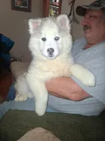 Glacier, a female Siberian Husky for sale in Antigo, WI – Photo 6 of 7