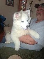 Glacier, a female Siberian Husky for sale in Antigo, WI – Photo 1 of 7