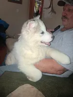 Glacier, a female Siberian Husky for sale in Antigo, WI – Photo 5 of 7