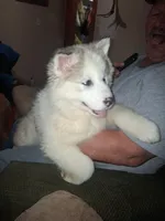 Glacier, a female Siberian Husky for sale in Antigo, WI – Photo 4 of 7