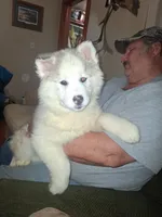 Glacier, a female Siberian Husky for sale in Antigo, WI – Photo 2 of 7