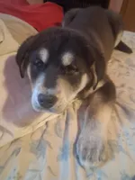 Jermo, a male Siberian Husky and Golden Retriever for sale in Antigo, WI – Photo 1 of 6