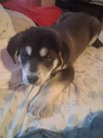 Jermo, a male Siberian Husky and Golden Retriever for sale in Antigo, WI – Photo 5 of 6