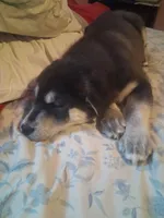 Jermo, a male Siberian Husky and Golden Retriever for sale in Antigo, WI – Photo 4 of 6