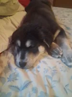 Jermo, a male Siberian Husky and Golden Retriever for sale in Antigo, WI – Photo 2 of 6