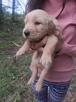 Shrimp , a female Golden Retriever for sale in Antigo, WI – 4 of 5