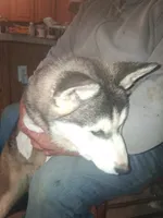 Pepper , a female Siberian Husky for sale in Antigo, WI – 1 of 4