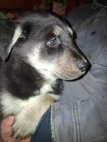 Beauty , a female Goberian for sale in Antigo, WI – Photo 2 of 4