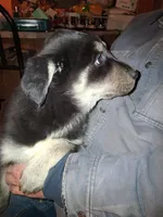 Beauty , a female Goberian for sale in Antigo, WI – Photo 4 of 4