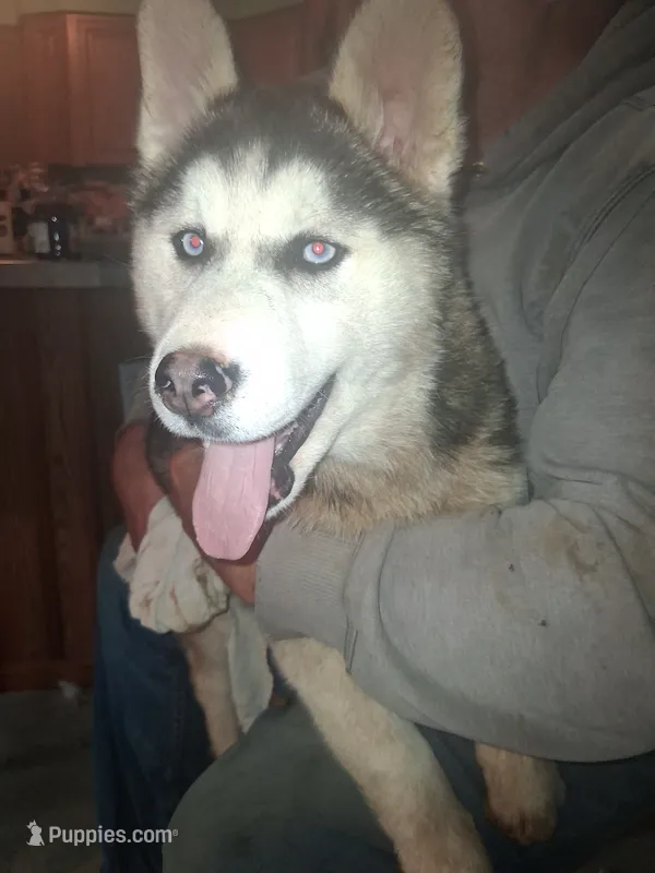Pepper  – Siberian Husky puppy for sale in Antigo, WI