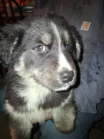 Blackie , a female Goberian for sale in Antigo, WI – Photo 6 of 6