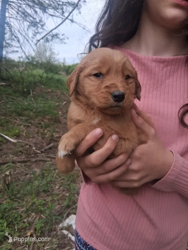 Goldie  – Golden Retriever puppy for sale in Antigo, WI