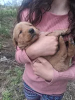 Buddy, a male Golden Retriever for sale in Antigo, WI – 5 of 5