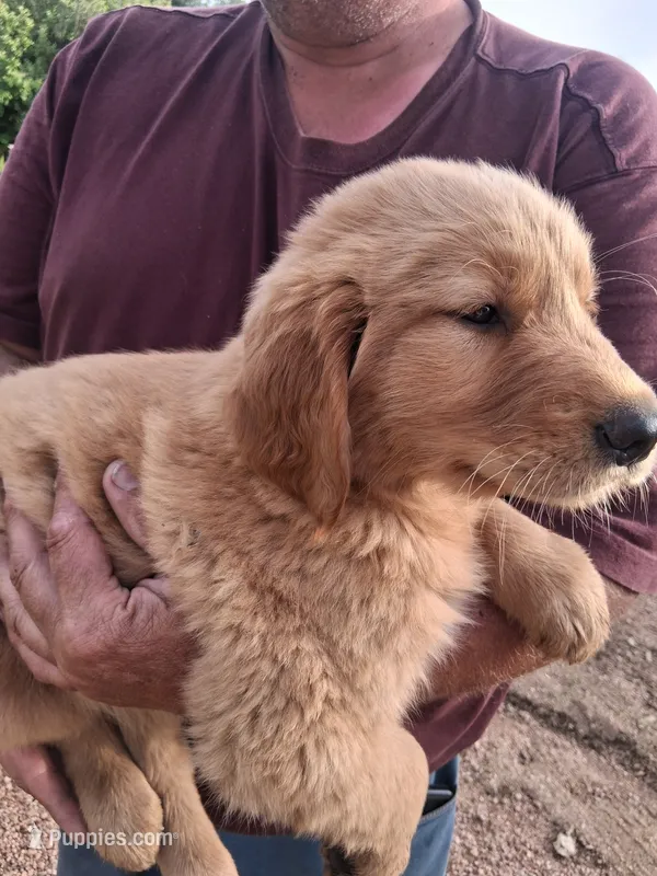 King – Golden Retriever puppy for sale in Antigo, WI
