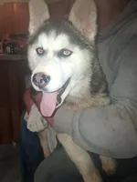 Pepper, a female Siberian Husky for sale in Antigo, WI – Photo 2 of 5