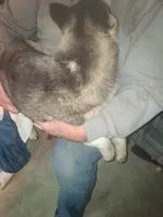 Pepper, a female Siberian Husky for sale in Antigo, WI – Photo 4 of 5