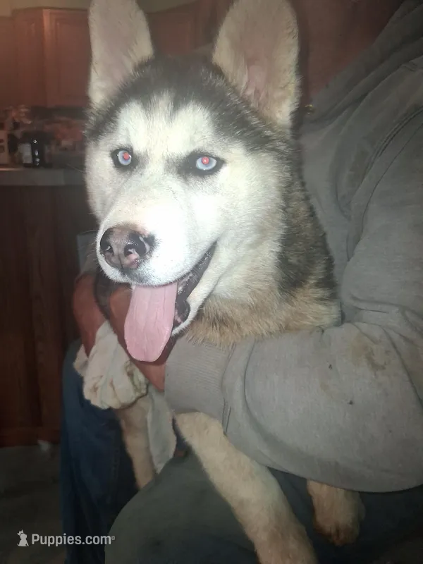 Pepper – Siberian Husky puppy for sale in Antigo, WI