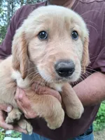 Goldie , a female Golden Retriever for sale in Antigo, WI – 5 of 5
