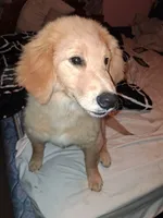 Fancy, a female Golden Retriever for sale in Antigo, WI – 2 of 7