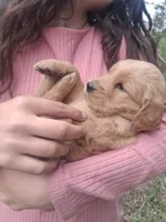 Fancy , a female Golden Retriever for sale in Antigo, WI – 2 of 6