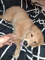 Fancy , a female Golden Retriever for sale in Antigo, WI – 5 of 7