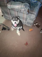 Lightning, a male Siberian Husky and Golden Retriever for sale in Antigo, WI – Photo 1 of 3