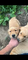 Buddy, a male Golden Retriever for sale in Antigo, WI – 6 of 6