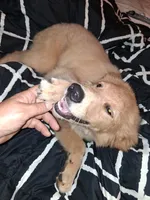 Fancy , a female Golden Retriever for sale in Antigo, WI – 2 of 7