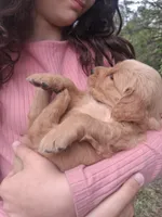 Fancy , a female Golden Retriever for sale in Antigo, WI – 5 of 6