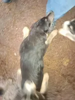 Beauty , a female Siberian Husky and Golden Retriever for sale in Antigo, WI – Photo 4 of 5