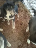 Beauty , a female Siberian Husky and Golden Retriever for sale in Antigo, WI – Photo 3 of 5