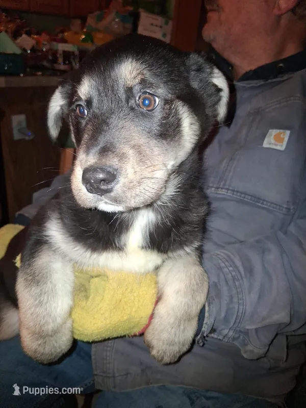 Beauty  – Siberian Husky, Golden Retriever puppy for sale in Antigo, WI