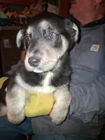 Beauty , a female Siberian Husky and Golden Retriever for sale in Antigo, WI – Photo 1 of 5