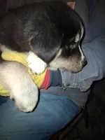 Princess, a female Goberian for sale in Antigo, WI – Photo 2 of 7