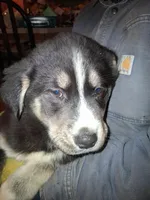 Princess, a female Goberian for sale in Antigo, WI – Photo 1 of 7