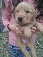 Buddy, a male Golden Retriever for sale in Antigo, WI – 4 of 5