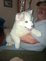 Glacier, a female Siberian Husky for sale in Antigo, WI – Photo 6 of 8