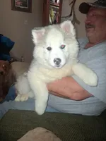 Glacier, a female Siberian Husky for sale in Antigo, WI – Photo 8 of 8