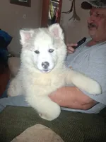 Glacier, a female Siberian Husky for sale in Antigo, WI – Photo 5 of 8