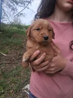 Goldie , a female Golden Retriever for sale in Antigo, WI – 5 of 5