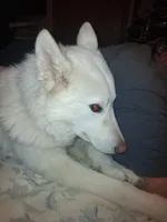 Blizzard, a male Siberian Husky for sale in Antigo, WI – Photo 3 of 4