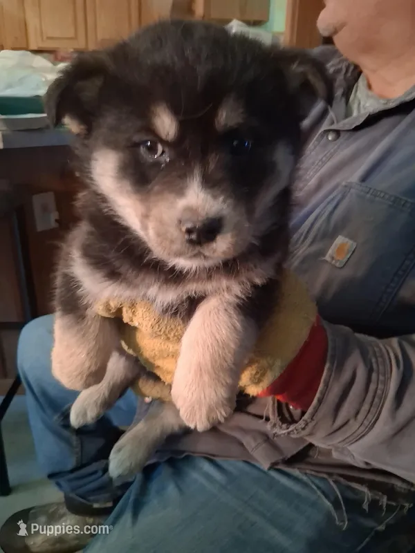 Ringer  – Siberian Husky, Golden Retriever puppy for sale in Antigo, WI