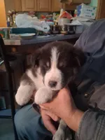 Ringer , a male Siberian Husky and Golden Retriever for sale in Antigo, WI – Photo 2 of 4