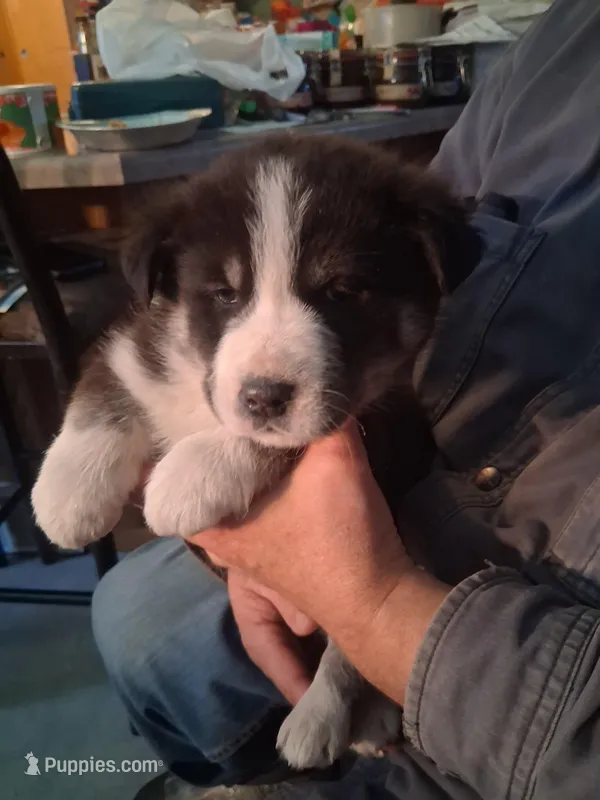 Ringer  – Siberian Husky, Golden Retriever puppy for sale in Antigo, WI