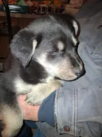 Beauty, a female Siberian Husky and Golden Retriever for sale in Antigo, WI – Photo 3 of 3