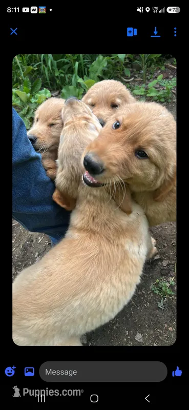 Buddy – Golden Retriever puppy for sale in Antigo, WI