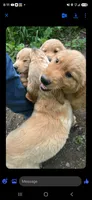 Buddy, a male Golden Retriever for sale in Antigo, WI – 1 of 6